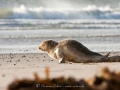 Junge Robbe auf Helgoland