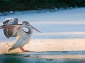 Pelikan im Schnee